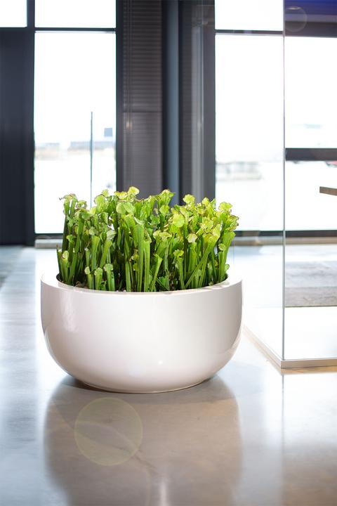 Produktbild Fleur Ami KOBRALILIE Kunstpflanze (55 cm)