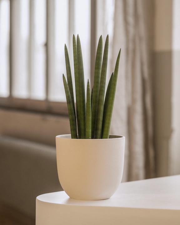 Actual product image feey Straight (45 cm, Freshly repotted)