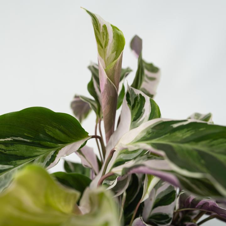 Image du produit Plant in a Box Calathea Lietzei "White Fusion" - Set de 2 maranthes en osier (30 cm)