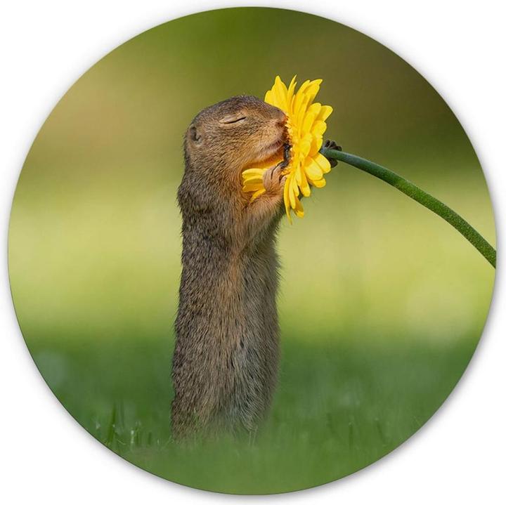 Image du produit Trenddeko van Duijn - L'écureuil terrestre sent la fleur (Ø 30 cm)