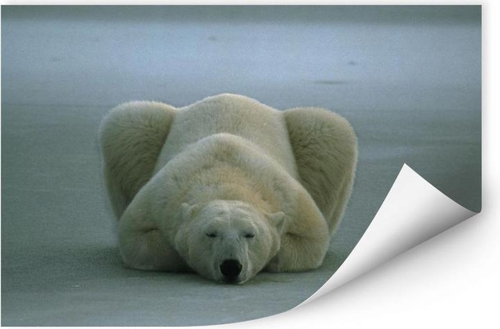 Actual product image National Geographic NG Polar bear sleeping (60 x 40 cm)