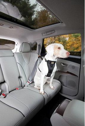 Produktbild Kurgo Tru-Fit (L, Hund, Allgemein)
