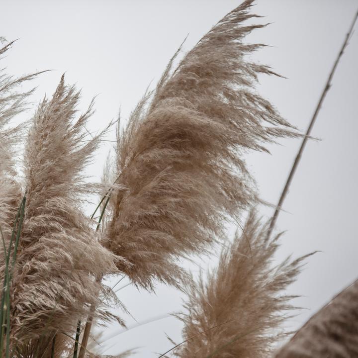 Actual product image Plant in a Box Cortaderia selloana - Set of 6 pampas grasses (25 cm)