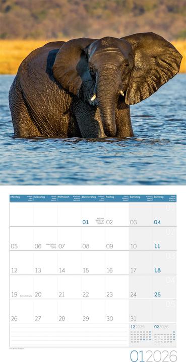 Immagine prodotto Elefanten Kalender 2026 - 30x30 (30 x 30 cm, Copertina rigida, Tedesco, Francese, Italiano, Inglese)