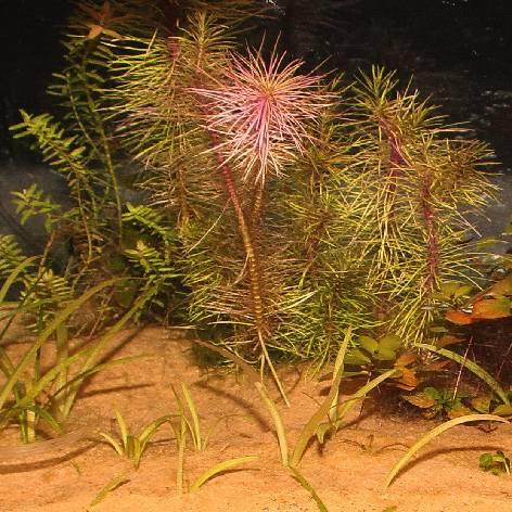 Actual product image JBL Aquaristik und Terraristik Zanzibar Orange, Ø 0.1-0.6 mm, orange, 5 kg (other items)