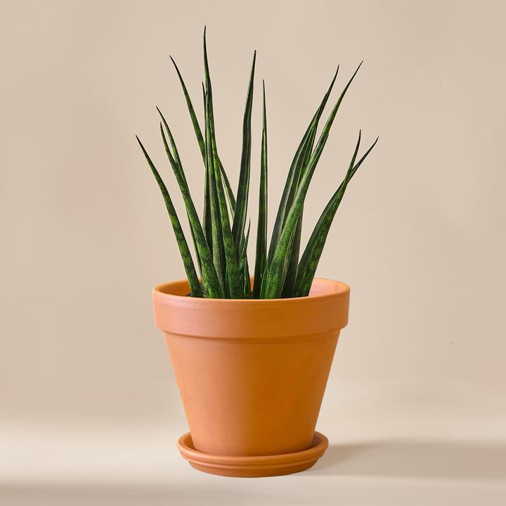Produktbild Mary and Plants Sansevieria Fernwood Mikado (35 cm)