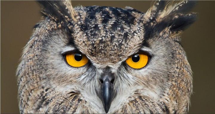 Image du produit OM System M.Zuiko Digital ED 150-400mm F4.5 TC1.25x IS Pro (Micro Four Thirds, Micro Four Thirds)