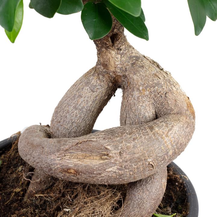 Produktbild Flowerbox Chinesische Feige - Ficus Ginseng (40 cm)
