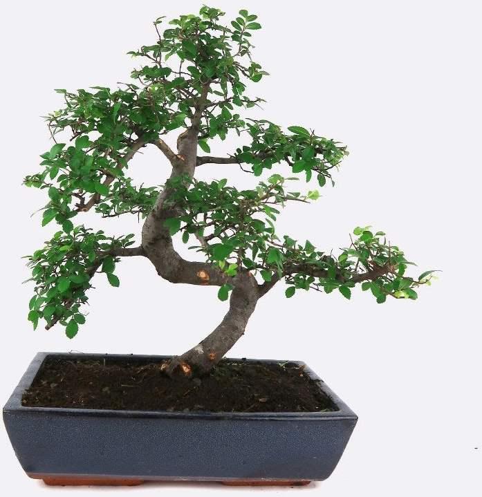 Produktbild Bonsai.ch Ulmus Chinesische Ulme