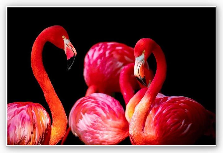 Immagine prodotto Trenddeko Fenicottero rosa (60 x 40 cm)