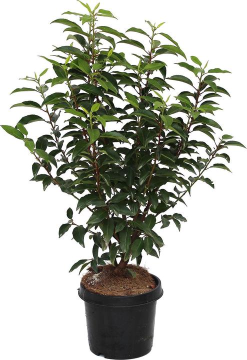 Produktbild Zulauf Portugiesischer Kirschlorbeer / Prunus lusi. 'Angustifolia' (50 cm)