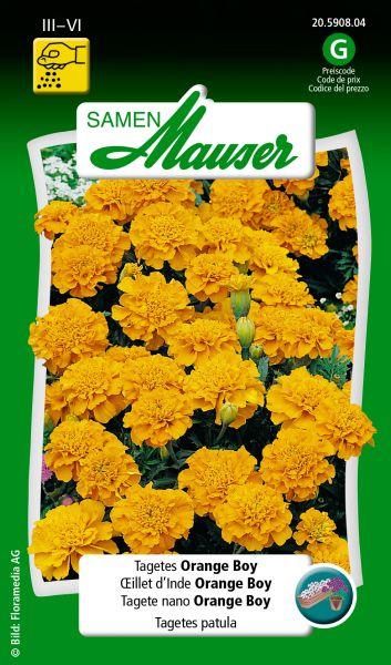 Produktbild Samen Mauser Tagets Orange Boy (Pflanzensamen)