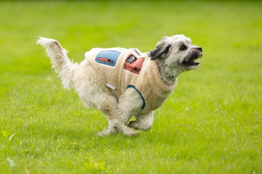 Produktbild Beeztees Hundemantel Teddy (XL, Hundepullover)