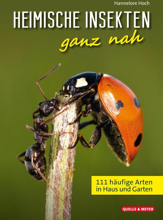 Produktbild Heimische Insekten ganz nah (Deutsch, Hannelore, Hoch, 2024)