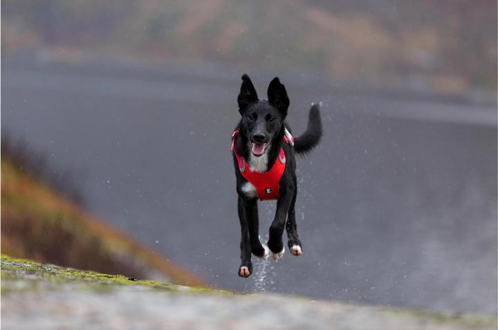 Immagine prodotto Hurtta Imbracatura Weekend Warrior, viola (L, Cane, Generale)
