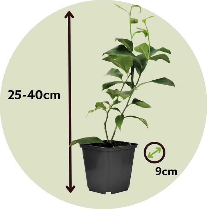 Image du produit Plant in a Box Citrus lime, calamondin, limon - Kit de 6 plantes Citrus Mix (25 cm)