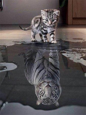 Actual product image Pracht Diamond Painting Cat and Tiger 30 x 40 cm with frame