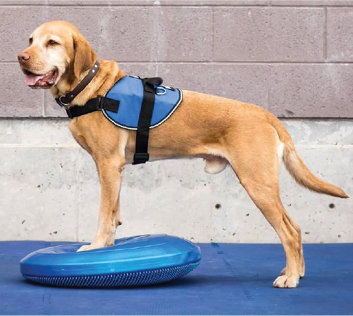 Image du produit FitPaws Balance Disk (Agility)