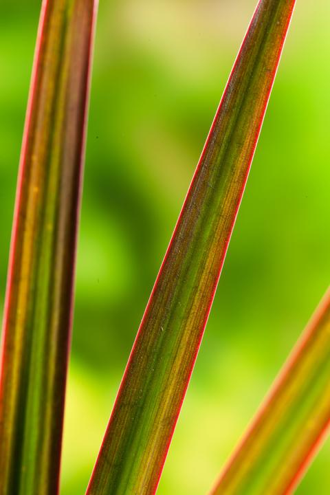 Produktbild Plant in a Box Dracaena Marginata Magenta - Drachenbaum (110 cm)