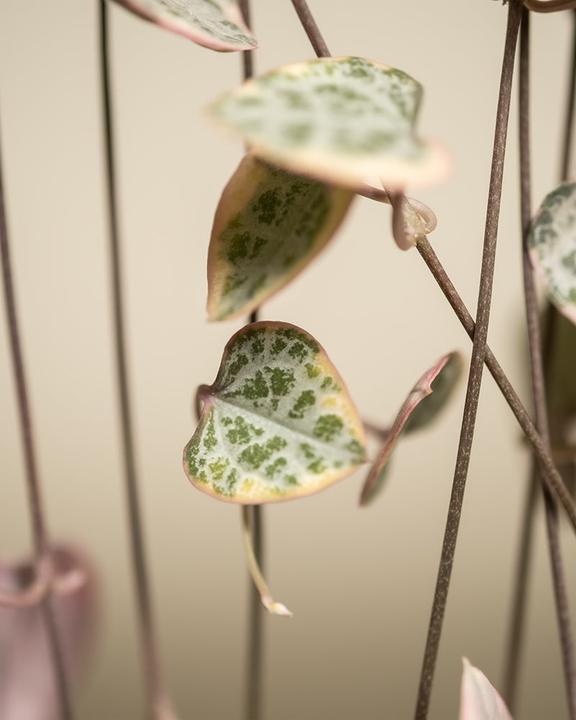Immagine prodotto feey Pianta lampadario rosa (60 cm, Appena rinvasata)