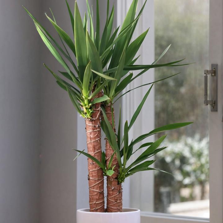 Immagine prodotto Plant in a Box Yucca Elephantipes - Palmlelie (70 cm)