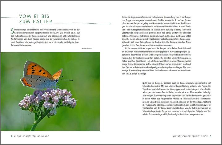 Produktbild Ein Gartenparadies für Schmetterlinge. Die schönsten Blumen, Stauden, Kräuter und Sträucher für (Deutsch, Ursula Kopp, 2020)