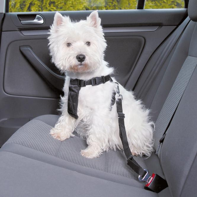 Actual product image Jolly Paw Jollypaw - Hundezubehör - Auto-Geschirr - Grösse S 30-60 cm - schwarz (Dog)