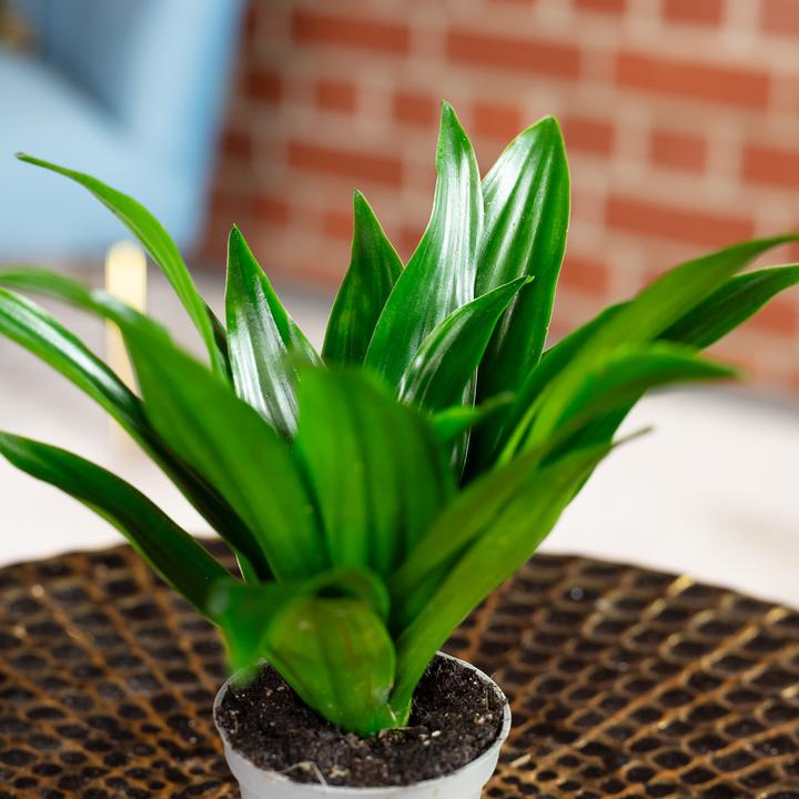Actual product image Flowerbox Dragon tree Janet Craig - height ca. 15 cm, pot-Ø 6 cm - Dracaena Deremensis Janet Craig (15 cm)