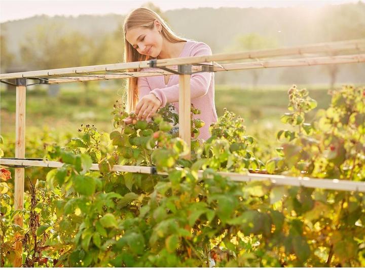 Productafbeelding Gusta Garden Bessenvriendje (120 cm, 34.50 cm)