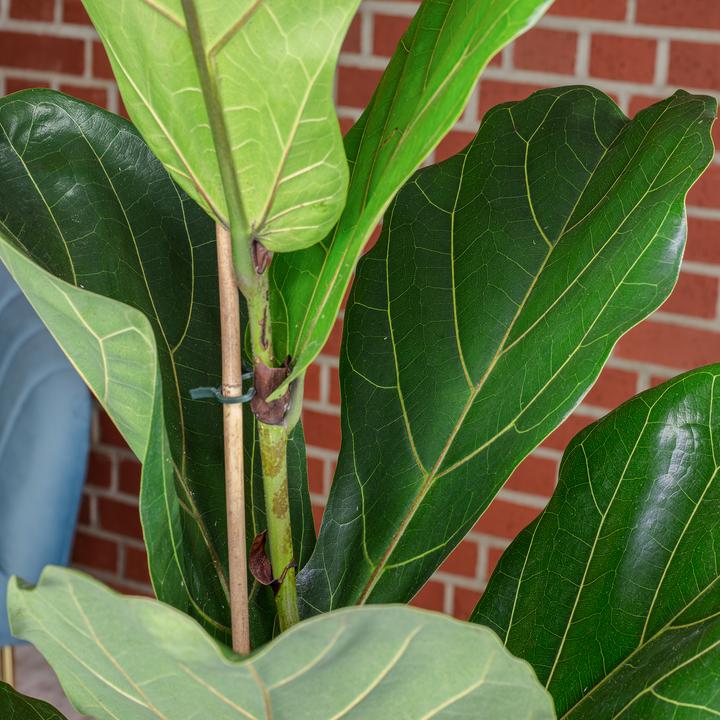 Produktbild Flowerbox Geigenfeige - Ficus Lyrata (100 cm)