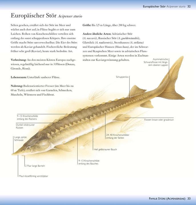 Produktbild Süsswasserfische (19 cm)