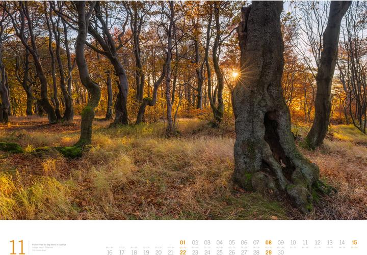 Produktbild Wald - Gallery Kalender 2026 (66 x 50 cm, Harter Einband, Englisch, Deutsch)
