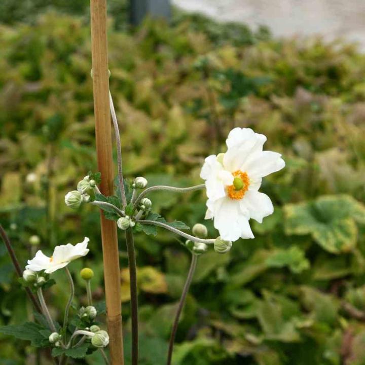Image du produit Siena Garden Tige de plantation (120 cm, 1 cm)