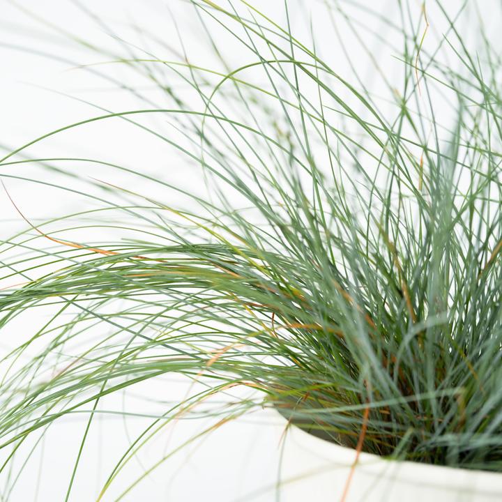 Image du produit Plant in a Box Festuca glauca 'Elijah Blue' - Lot de 6 Fétuques bleu-vert (10 cm)