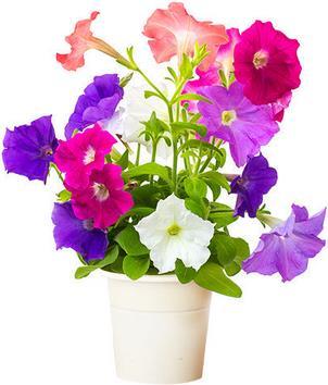 Produktbild Click and Grow Petunia (Blumensamen)