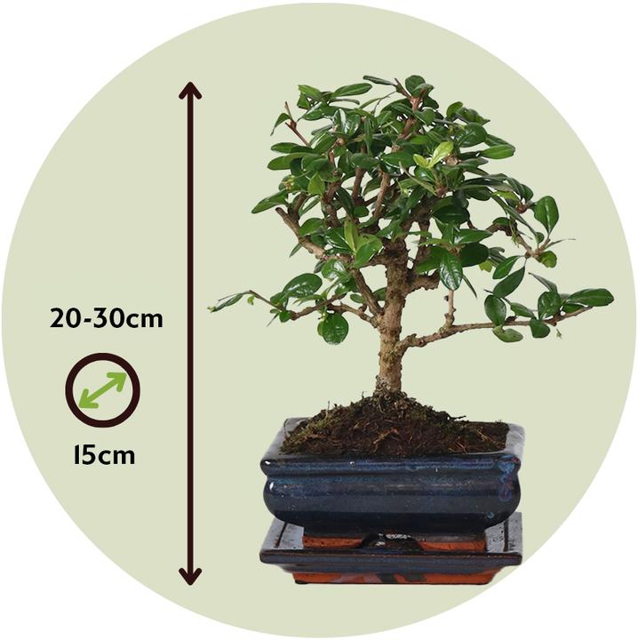 Immagine prodotto Plant in a Box Carmona microphylla - Bonsaibaume (25 cm)