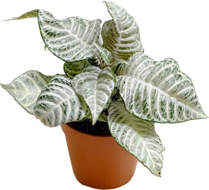 Actual product image VEG and the City Jonuta (Glossy basket - Aphelandra squarrosa White wash) (22 cm)
