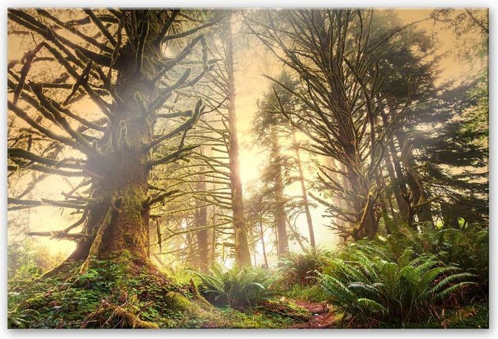 Immagine prodotto Trenddeko Foresta incantata (150 x 100 cm)