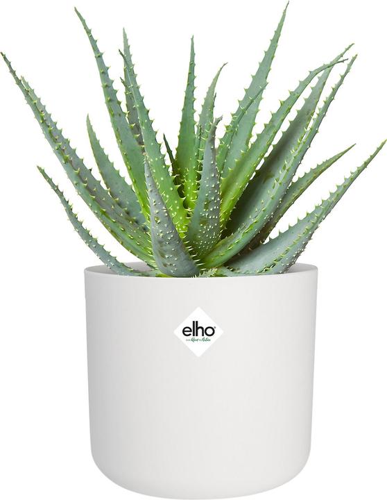 Immagine prodotto Elho b.for soft (13.80 cm)