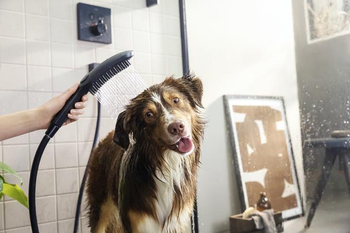 Image du produit hansgrohe DogShower Pommeau de douche pour chien 150 (3 jets) (3 Types de jets, 7.60 l/min)