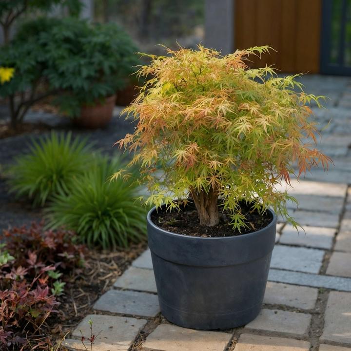 Image du produit Plant in a Box Acer palmatum 'Katsura' - Érable du Japon (70 cm)