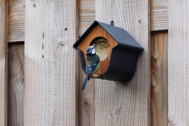 Actual product image SingingFriend Bird Feeder Evie