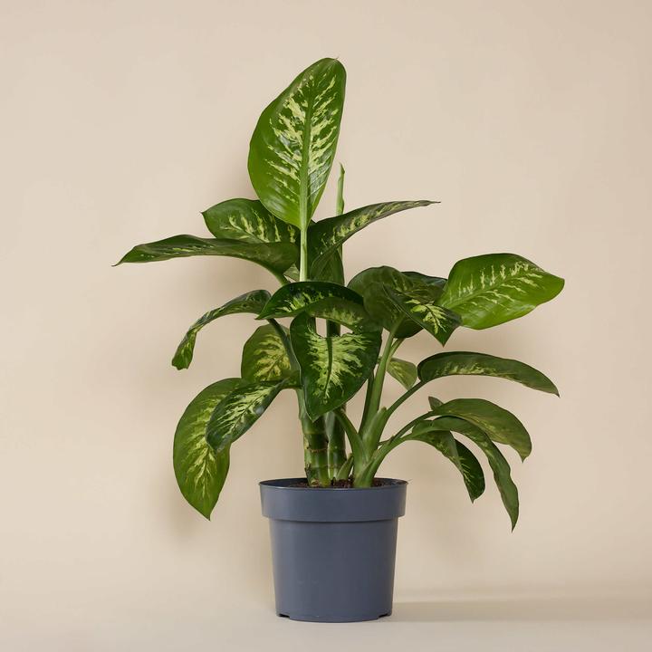 Immagine prodotto Mary and Plants Tropic Snow con vaso HAY Nero (85 cm)