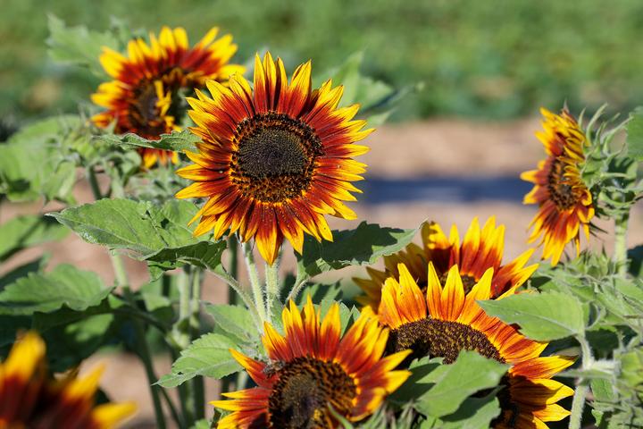 Actual product image Zollinger Bio Sonnenblume, Feuerring (Flower seeds)