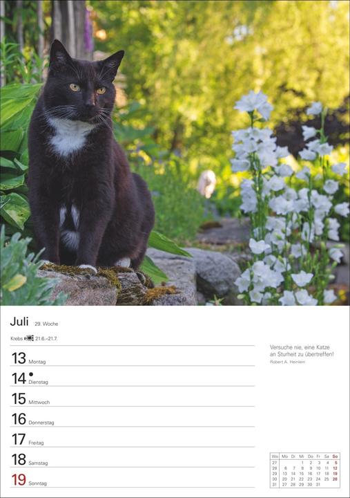 Actual product image Harenberg Katzen Wochenplaner 2026 - 53 faszinierende Fotografien (Hardcover, German)