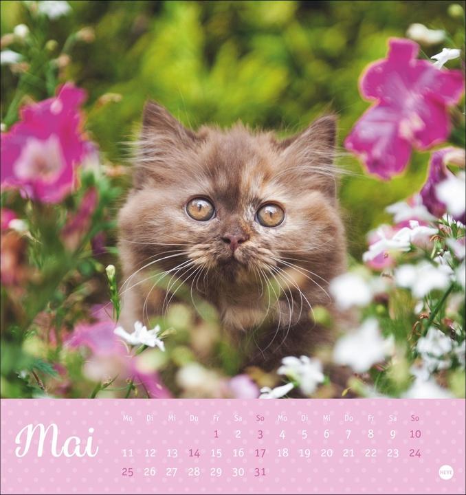 Image du produit Katzen Postkartenkalender Kleine Tiger 2026 (16 x 17 cm, Couverture rigide, Allemand)