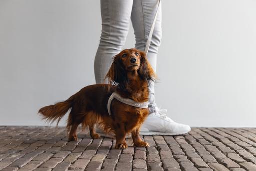 Actual product image Designed by Lotte Velura (XXS, XS, S, M, L, Dog, General)