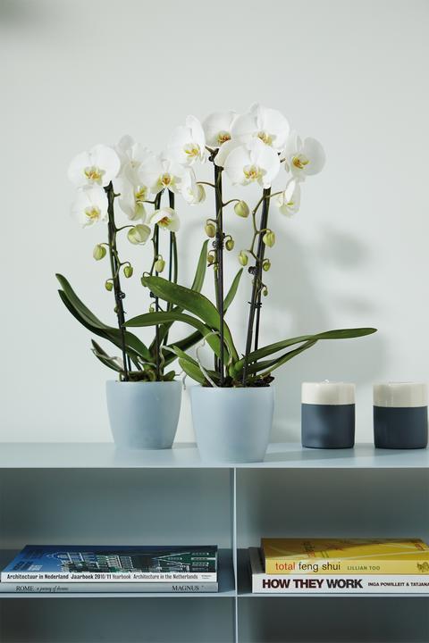Image du produit Elho brussels orchid. 12,5cm trsp (13 cm)