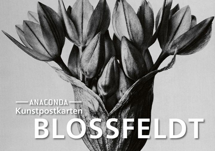 Immagine prodotto Set di cartoline Blossfeldt (1 pz.)
