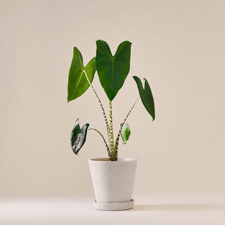 Mary and Plants Orecchio di elefante (55 cm)